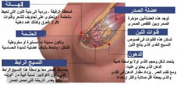 كل ما يجب معرفته عن أورام وسرطان الثدي